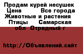 Продам курей несушек › Цена ­ 350 - Все города Животные и растения » Птицы   . Самарская обл.,Отрадный г.